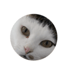 まるいねこず（個別スタンプ：3）