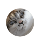 まるいねこず（個別スタンプ：4）