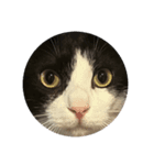 まるいねこず（個別スタンプ：5）
