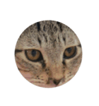 まるいねこず（個別スタンプ：6）