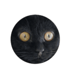 まるいねこず（個別スタンプ：7）