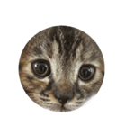 まるいねこず（個別スタンプ：8）