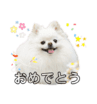 ポメチワふうた3（個別スタンプ：1）