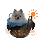 ポメチワふうた3（個別スタンプ：3）