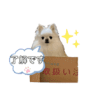 ポメチワふうた3（個別スタンプ：6）
