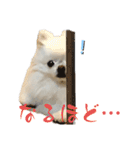 ポメチワふうた3（個別スタンプ：8）