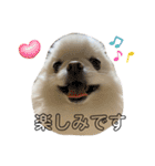 ポメチワふうた3（個別スタンプ：11）