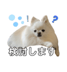 ポメチワふうた3（個別スタンプ：16）