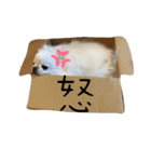 ポメチワふうた3（個別スタンプ：23）