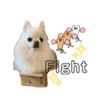 ポメチワふうた3（個別スタンプ：24）