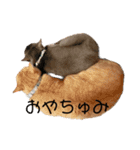 めんこいニャンず（個別スタンプ：3）