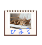 めんこいニャンず（個別スタンプ：12）