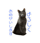 めんこいニャンず（個別スタンプ：14）