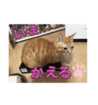 めんこいニャンず（個別スタンプ：15）
