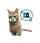 めんこいニャンず（個別スタンプ：16）