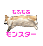 コーギースタンプ(ペコちゃん)（個別スタンプ：1）