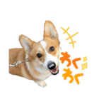 コーギースタンプ(ペコちゃん)（個別スタンプ：6）