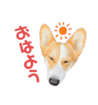 コーギースタンプ(ペコちゃん)（個別スタンプ：8）