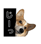 コーギースタンプ(ペコちゃん)（個別スタンプ：14）