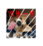 コーギースタンプ(ペコちゃん)（個別スタンプ：29）