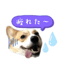 コーギースタンプ(ペコちゃん)（個別スタンプ：30）