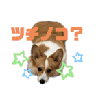 コーギースタンプ(ペコちゃん)（個別スタンプ：32）