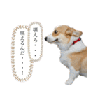コーギースタンプ(ペコちゃん)（個別スタンプ：40）
