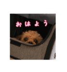 イヌッコ日常スタンプ（個別スタンプ：3）