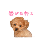 イヌッコ日常スタンプ（個別スタンプ：6）