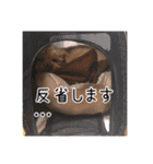 イヌッコ日常スタンプ（個別スタンプ：24）