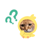 ニャンの日常 1（個別スタンプ：13）