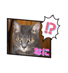 はり猫6（個別スタンプ：3）