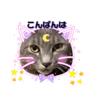 はり猫6（個別スタンプ：4）