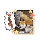 はり猫6（個別スタンプ：9）