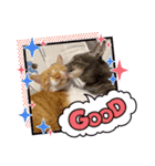 はり猫6（個別スタンプ：10）