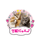 はり猫6（個別スタンプ：11）