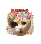 はり猫6（個別スタンプ：13）