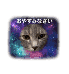 はり猫6（個別スタンプ：16）