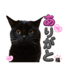 S家の黒猫の福ちゃん(ドアップ)（個別スタンプ：1）