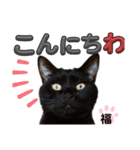 S家の黒猫の福ちゃん(ドアップ)（個別スタンプ：2）