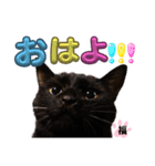 S家の黒猫の福ちゃん(ドアップ)（個別スタンプ：3）
