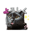 S家の黒猫の福ちゃん(ドアップ)（個別スタンプ：4）