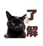 S家の黒猫の福ちゃん(ドアップ)（個別スタンプ：5）