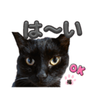 S家の黒猫の福ちゃん(ドアップ)（個別スタンプ：6）
