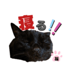 S家の黒猫の福ちゃん(ドアップ)（個別スタンプ：7）