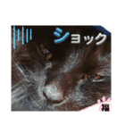 S家の黒猫の福ちゃん(ドアップ)（個別スタンプ：8）