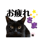 S家の黒猫の福ちゃん(ドアップ)（個別スタンプ：9）