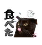 S家の黒猫の福ちゃん(ドアップ)（個別スタンプ：10）
