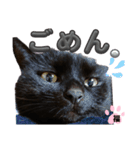 S家の黒猫の福ちゃん(ドアップ)（個別スタンプ：11）