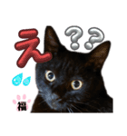 S家の黒猫の福ちゃん(ドアップ)（個別スタンプ：12）